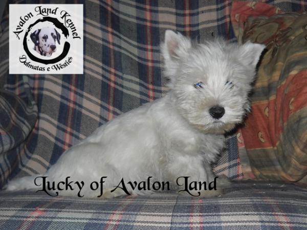 WT Lucky of Avalon Land
