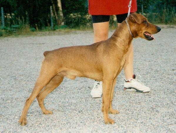 Damarees COYOTE