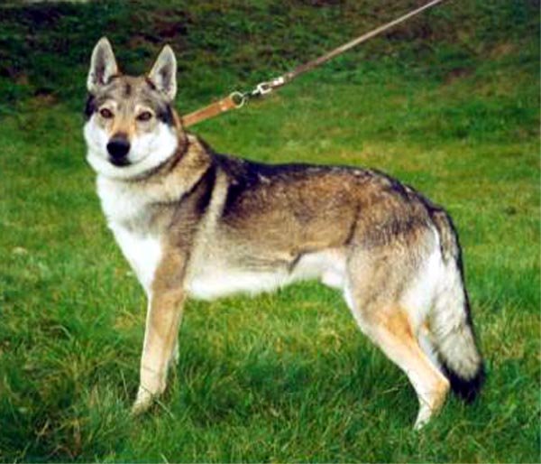 Ajax od Miščicha