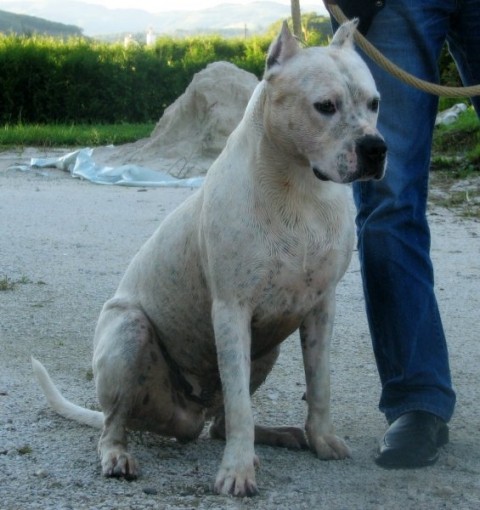 Brutus De La Cocha