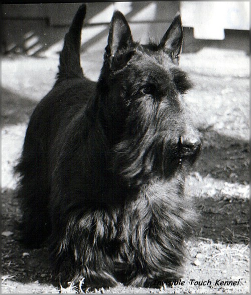 Amigo Queen's Star