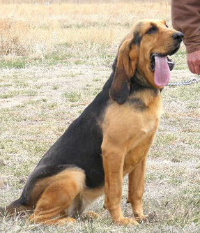 Scott's Miss Suzy