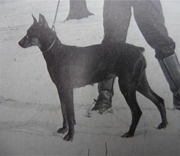 DOLLY von der Barenburg