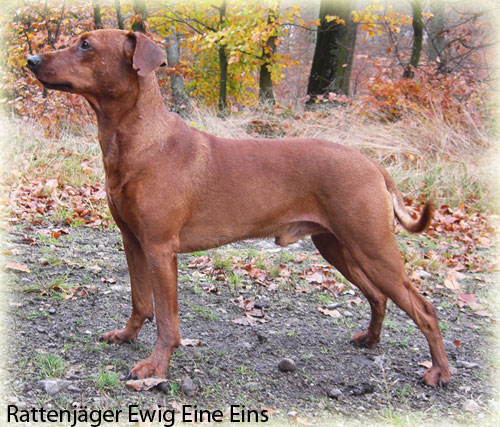 Rattenjager EWIG EINE EINS