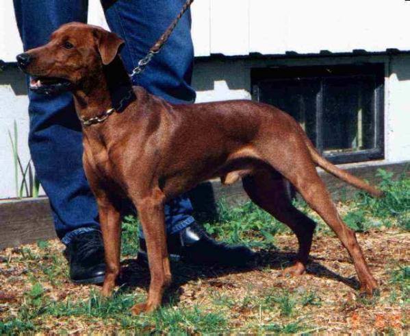 Rattenjager BELLENDER BURSCHE
