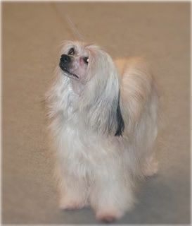 Sumi v.d. Loofdak