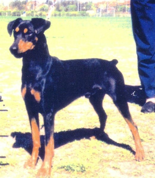 Bitsikka's  QWICKLI