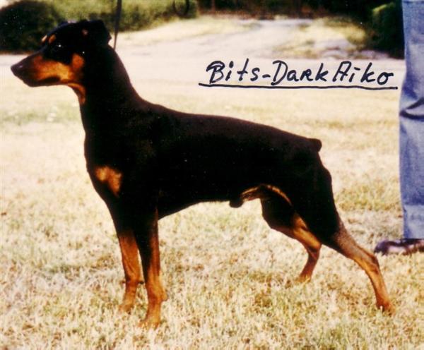 Bitsikka's DARK AIKO