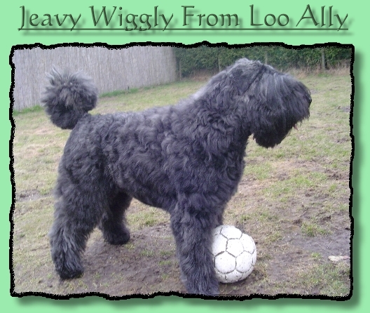 Jeavy from Loo Ally