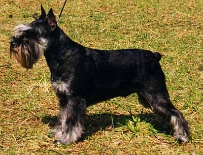 Boltres ARLETTA