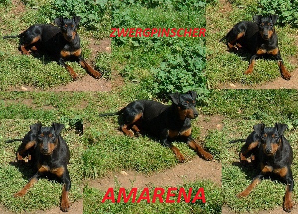 Amarena