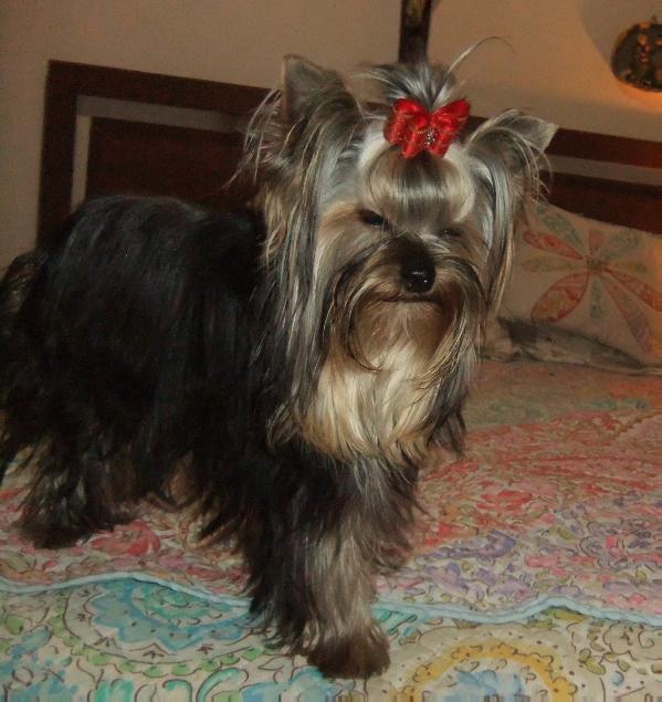 Flynn Rider (Valdez) MEX. FCI.