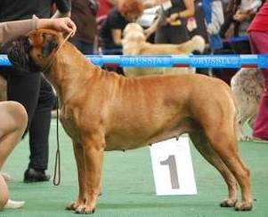 Bullstiff Nostra Almera Nice Gold