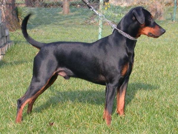 Duffyco's GALIK
