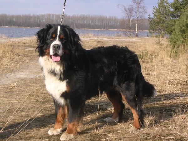 Denz de Maethe Neere