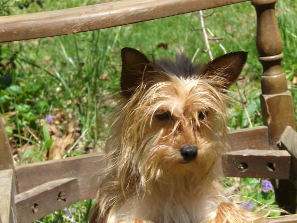Countess Godiva Rocher Coleman
