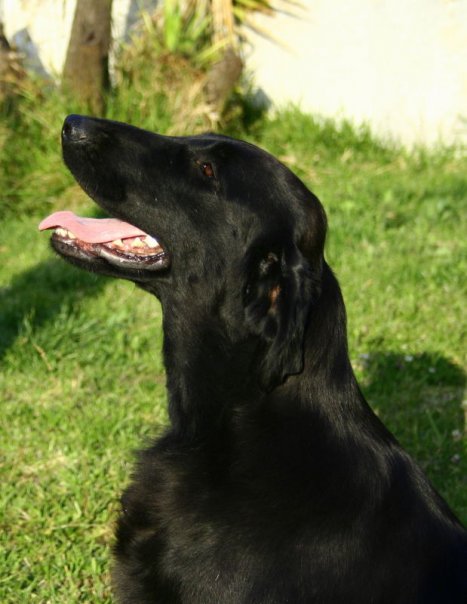 Gipsy Queen Flat da Quinta da Bruma