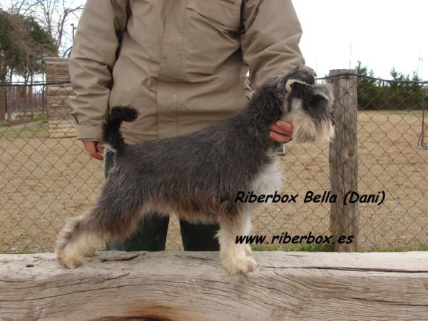 Riberbox Bella