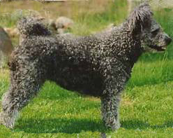 Ropihkan Dori