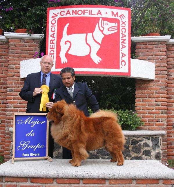 Poockie (Hoyo) Mex. FCI.