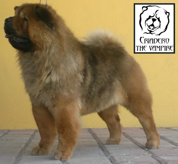 Nezzie (Velasco) Mex FCI