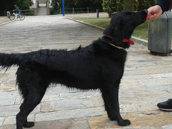 Leia de tucuman