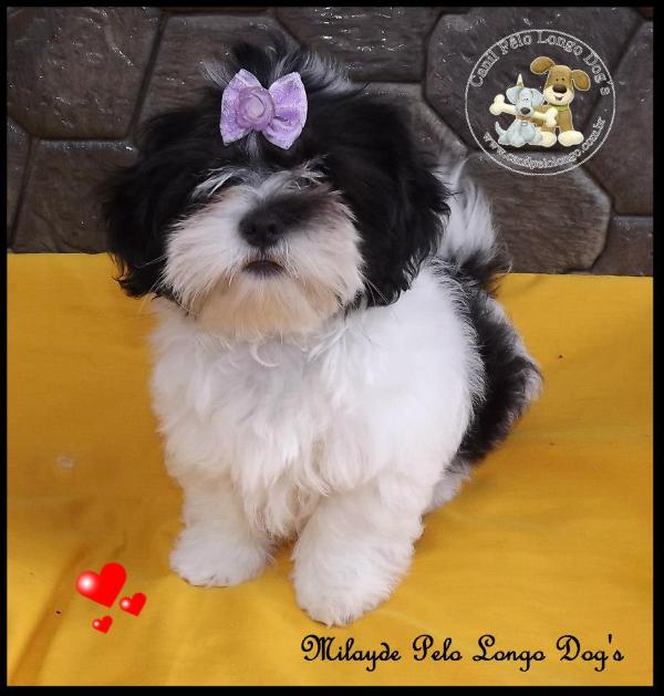 Milayde Pelo Longo Dogs