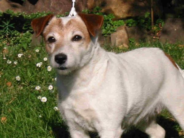 Devons Wood's Ashly