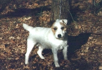 Zie Bram Van't Runsel