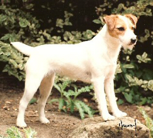 Ardencote Tanager