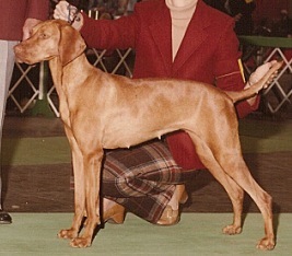 Boshar Zsa-Zsa OF Glenhill