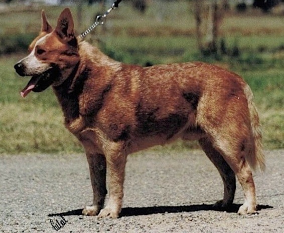 Arakoon Ozzie Bear