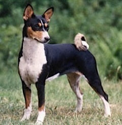 Bokoto Nile Black Tango