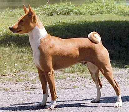 Akuaba The Red Fox
