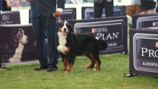 Chloe (Padilla) mex. fci.