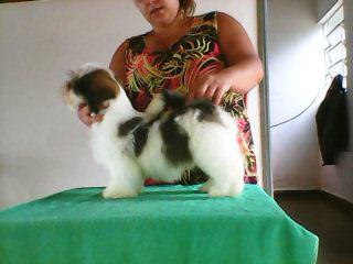 Rmoretto Cane Ziah