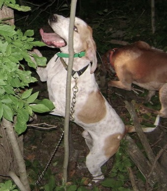 Chase's Outlaw Kane