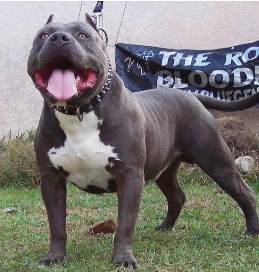 Royal Blue Gen's King Lion