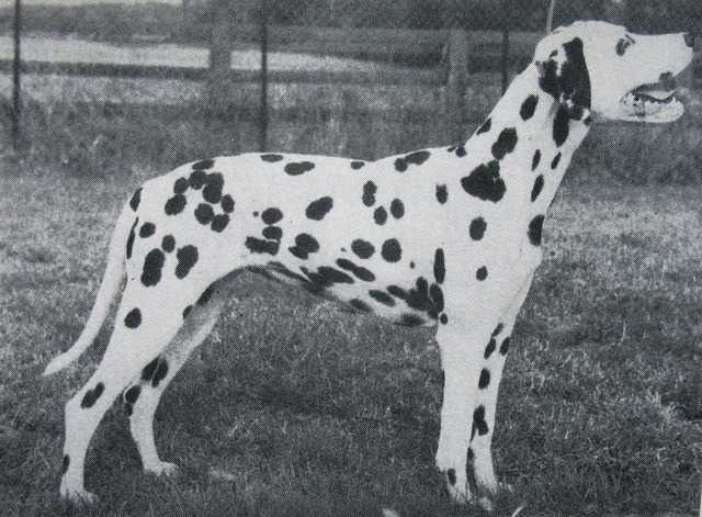 Highstables Countess Of Konavlje