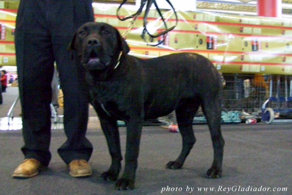 Nona de Barnacan Bull
