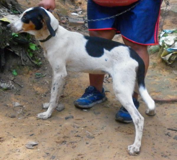 Max do MVLP