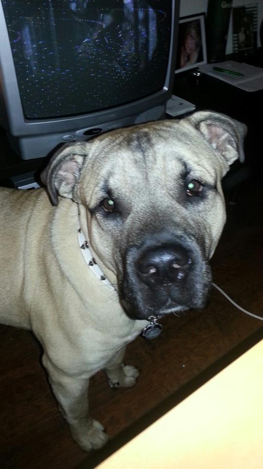 Tulio