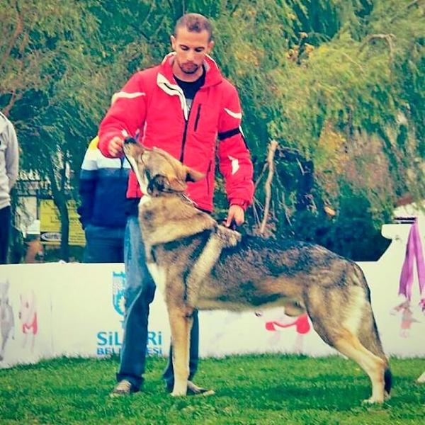 Can Black Sea Wolfdog