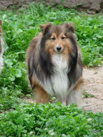 Maple Lane Prince