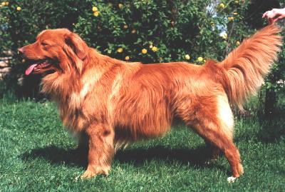 DECOYMANS PIPER NAPOLEON