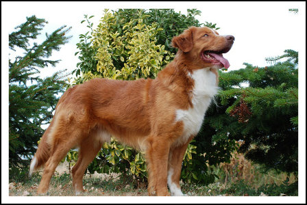 Shaggy Toller’s A French Connection