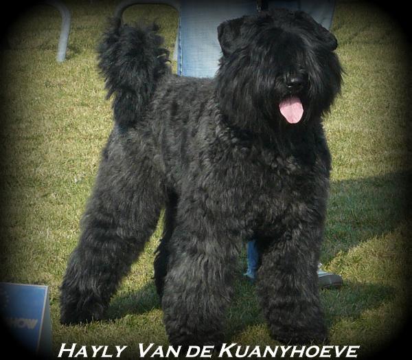 Hayly van de Kuanyhoeve