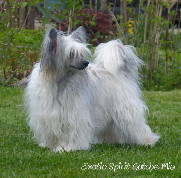 Exotic spirit gotcha mia
