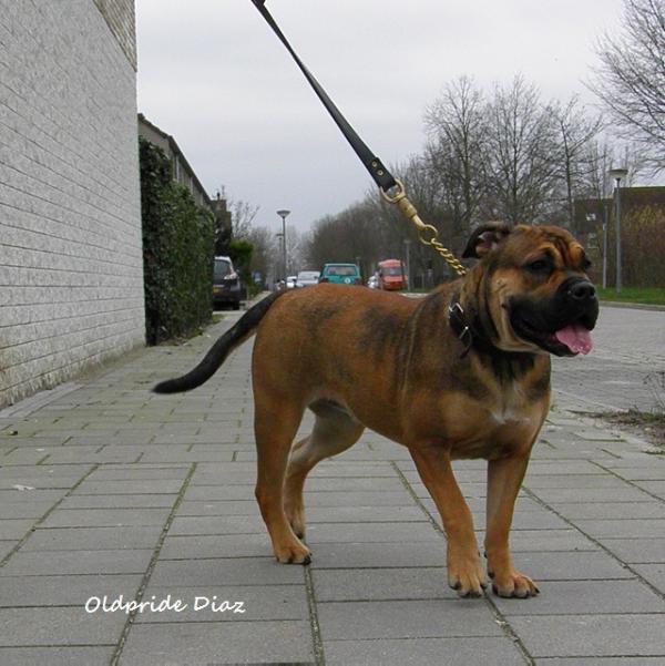 Oldpride  Diaz
