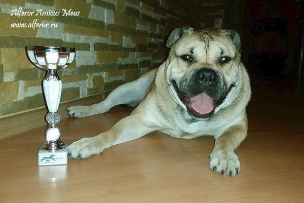 Alferor Amicus Meus